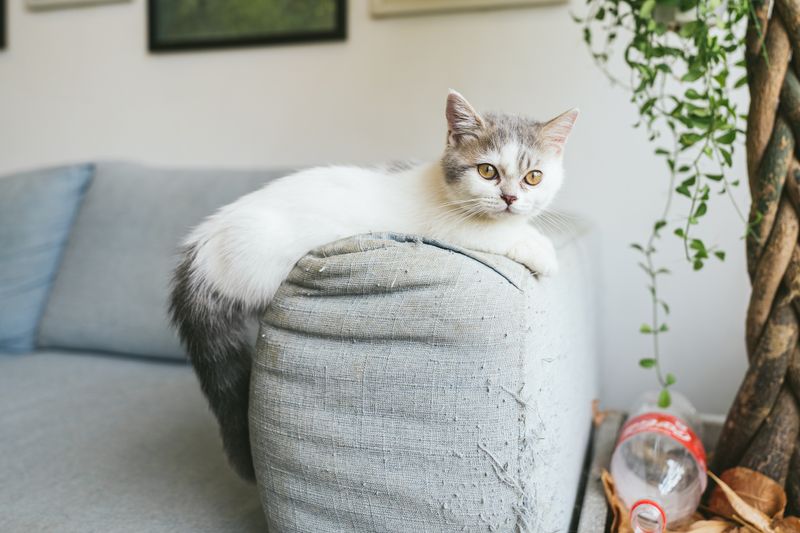 Chat sur canapé - poils et squames accumulés dans les fibres