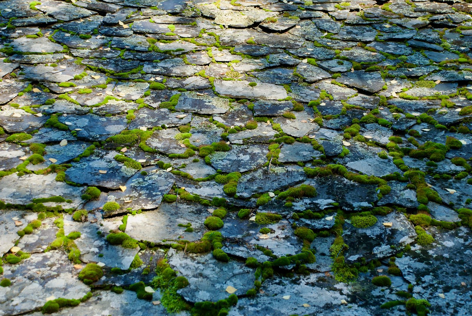 Mousse et algues sur dalles de terrasse en Haute-Savoie